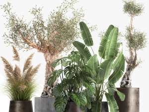 ornamental plants for landscape design 1060 3D-Modell