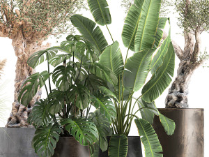ornamental plants for landscape design 1060 3D-Modell