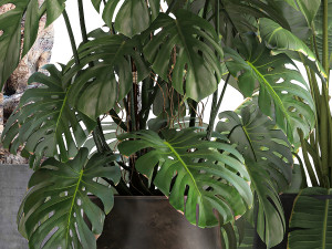 ornamental plants for landscape design 1060 3D-Modell
