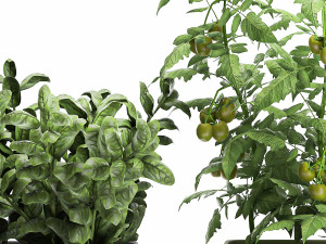 vegetable garden in the kitchen 1059 3D Model