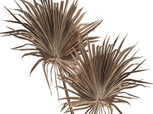 bouquet of dry palm leaves 187 3D Model