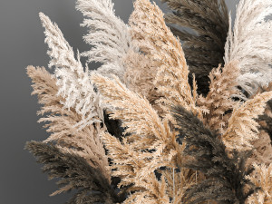 decorative bouquet of dried pampas grass 189 Modèle 3D