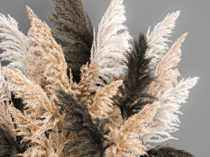 decorative bouquet of dried pampas grass 189 Modèle 3D