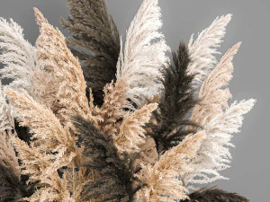 decorative bouquet of dried pampas grass 189 3D Model