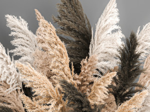decorative bouquet of dried pampas grass 189 Modèle 3D