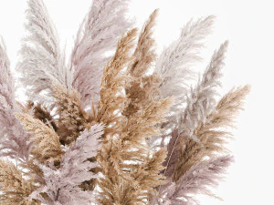 decorative bouquet of dried pampas grass 190 3D Model