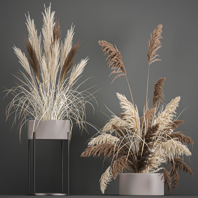 pampas grass in a flowerpot for the interior 1061 Modèle 3D .c4d .max .obj .3ds .fbx .stl .blend 