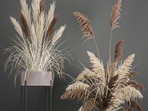 pampas grass in a flowerpot for the interior 1061 Modèle 3D