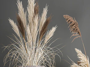 pampas grass in a flowerpot for the interior 1061 3D Model
