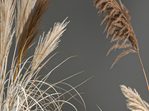 pampas grass in a flowerpot for the interior 1061 Modèle 3D