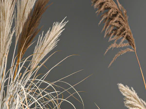 pampas grass in a flowerpot for the interior 1061 3D Model