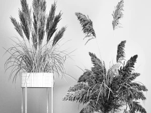 pampas grass in a flowerpot for the interior 1061 3D Model