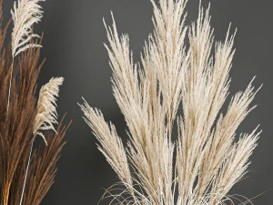decorative bouquet of dried pampas grass 194 3D Model