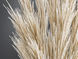 decorative bouquet of dried pampas grass 195 3D 모델