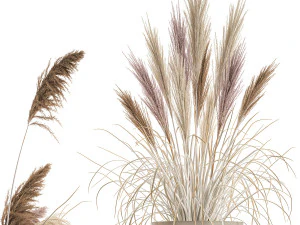 decorative bouquet of dried pampas grass 196 3D Model