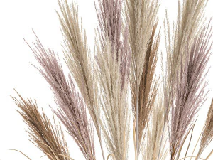 decorative bouquet of dried pampas grass 196 3D Model