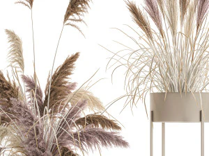 decorative bouquet of dried pampas grass 196 3D Model