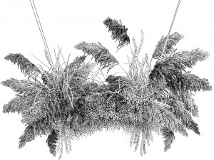hanging decor of their dried pampas grass 200 3D Model