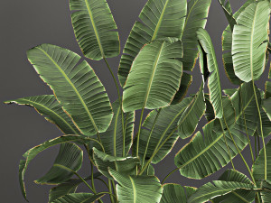 collection of plants from bushes and thickets for landscape design 1062 3D मॉडल