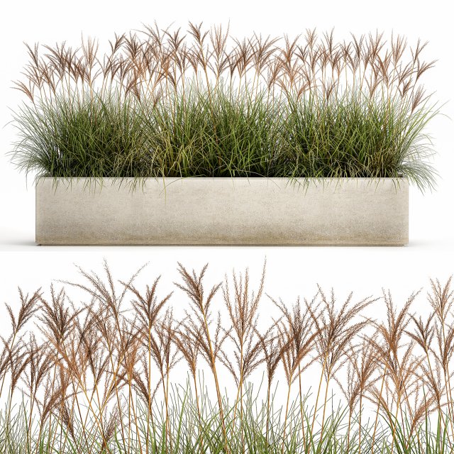 potted reeds for landscaping 1064 3D Model .c4d .max .obj .3ds .fbx .stl .blend 