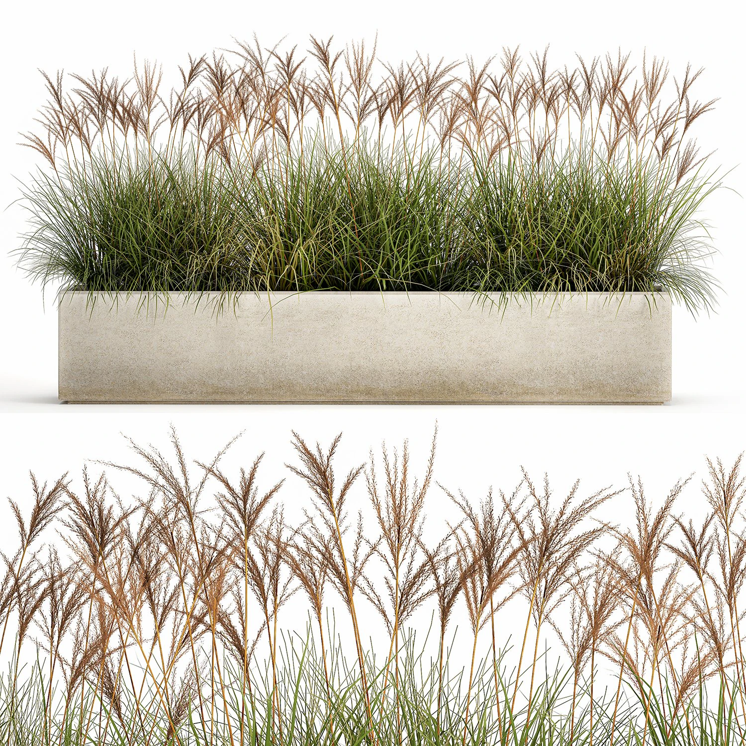 potted reeds for landscaping 1064 3D Model .c4d .max .obj .3ds .fbx .stl .blend 