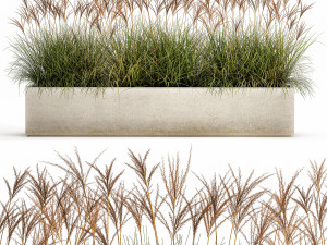 potted reeds for landscaping 1064 3D Model