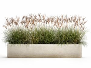 potted reeds for landscaping 1064 3D Model