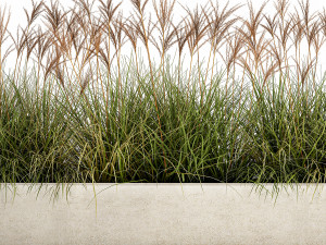 potted reeds for landscaping 1064 3D Model