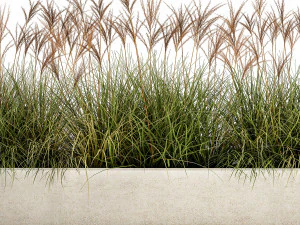 potted reeds for landscaping 1064 3D Model