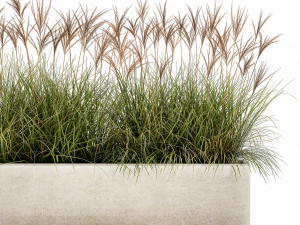 potted reeds for landscaping 1064 3D Model