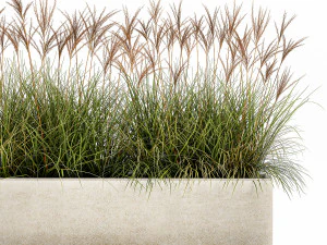 potted reeds for landscaping 1064 3D Model
