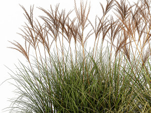 potted reeds for landscaping 1064 3D Model