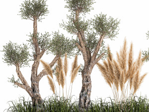 plants for outdoor and landscaping 1065 Modelo 3D