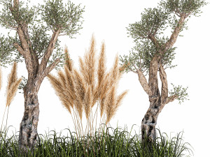 plants for outdoor and landscaping 1065 Modelo 3D