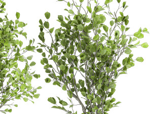 plants for outdoor and landscaping 1066 3D Model