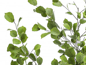 plants for outdoor and landscaping 1066 3D Model