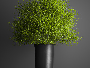 Bouquet of white dried flowers in a vase 179 3D model