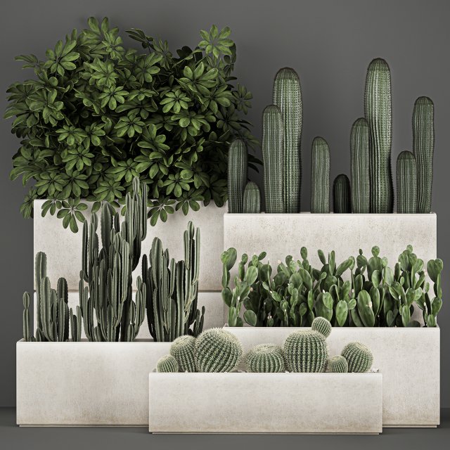 decorative cactus in a black pot for the interior 1067 Model 3D .c4d .max .obj .3ds .fbx .stl .blend 