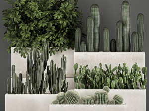 decorative cactus in a black pot for the interior 1067 Modelo 3D