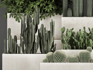 decorative cactus in a black pot for the interior 1067 Model 3D