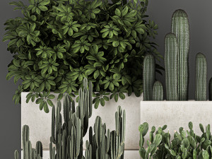 decorative cactus in a black pot for the interior 1067 Model 3D
