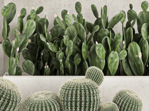 decorative cactus in a black pot for the interior 1067 Model 3D