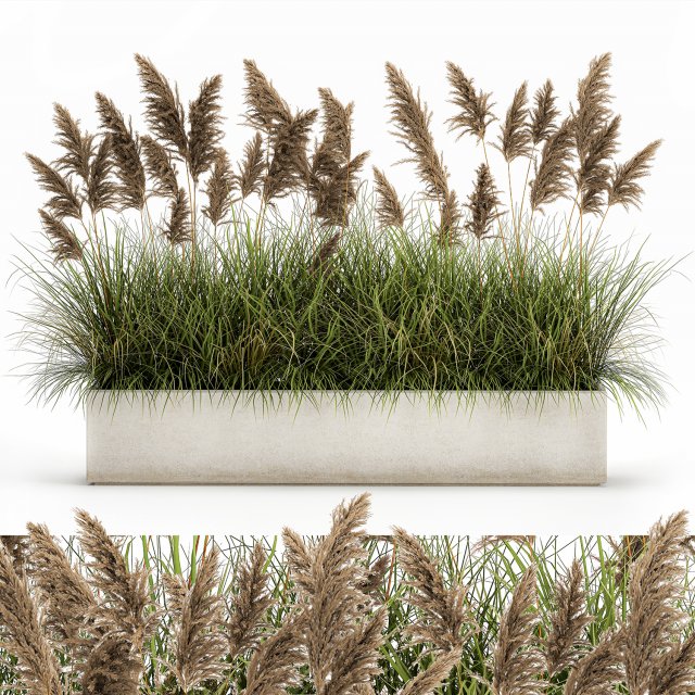 pampas grass for landscaping 1069 3Dモデル .c4d .max .obj .3ds .fbx .stl .blend 