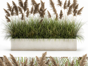 pampas grass for landscaping 1069 3Dモデル