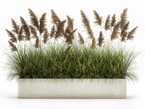 pampas grass for landscaping 1069 3Dモデル