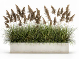 pampas grass for landscaping 1069 3D Model