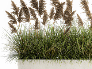 pampas grass for landscaping 1069 3Dモデル
