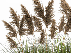 pampas grass for landscaping 1069 3D Model