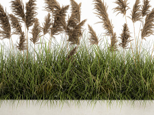 pampas grass for landscaping 1069 3Dモデル