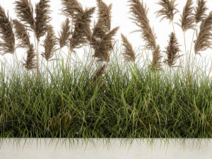 pampas grass for landscaping 1069 3D Model